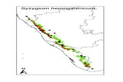 Syzygium hemisphericum